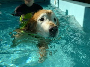 Dog with a lifejacket swimming in a pool with the help of the rehab technician.
